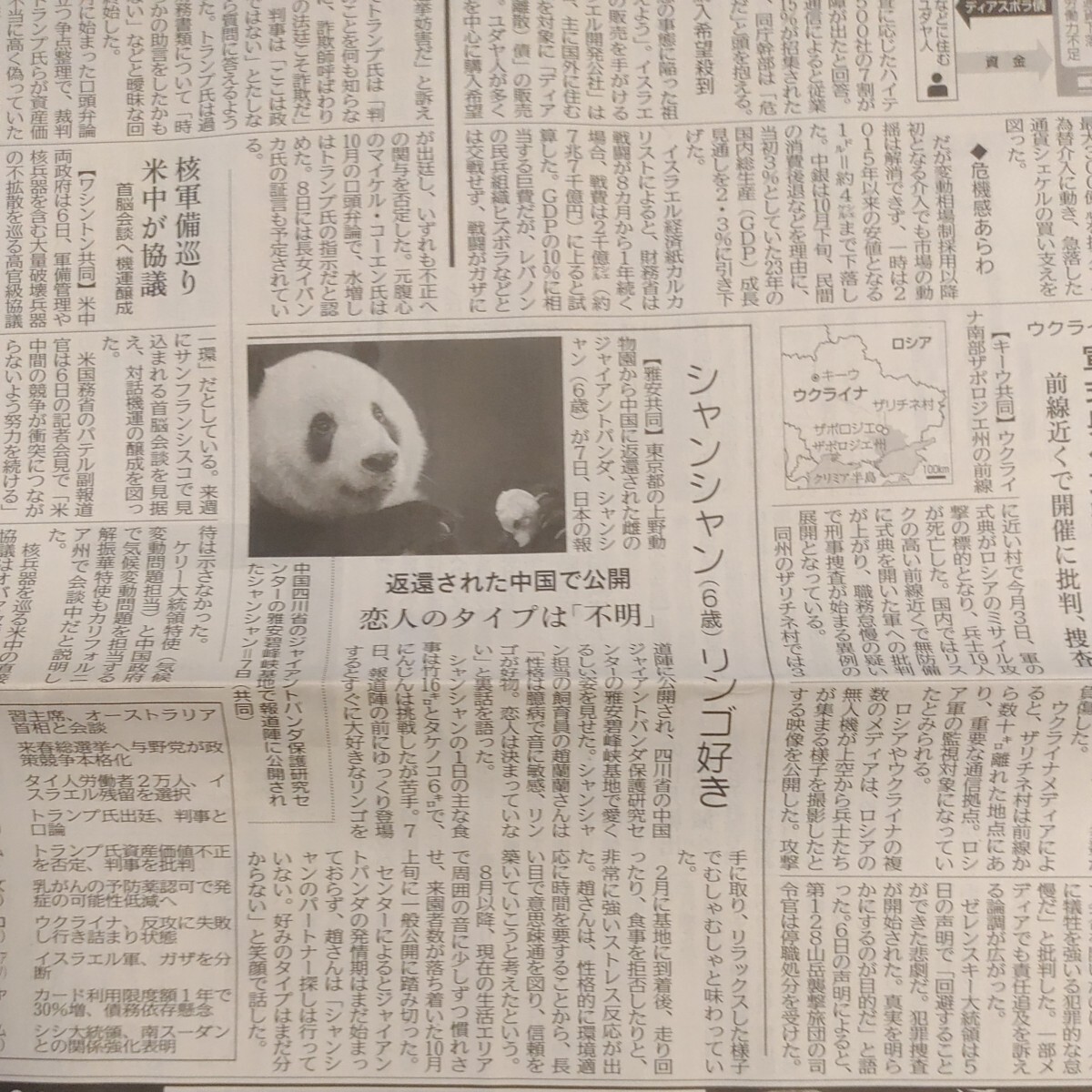 シャンシャン リンゴ好き 恋人のタイプは「不明」2023年11月8日 パンダ新聞 記事 新聞 1部まるごとの画像1