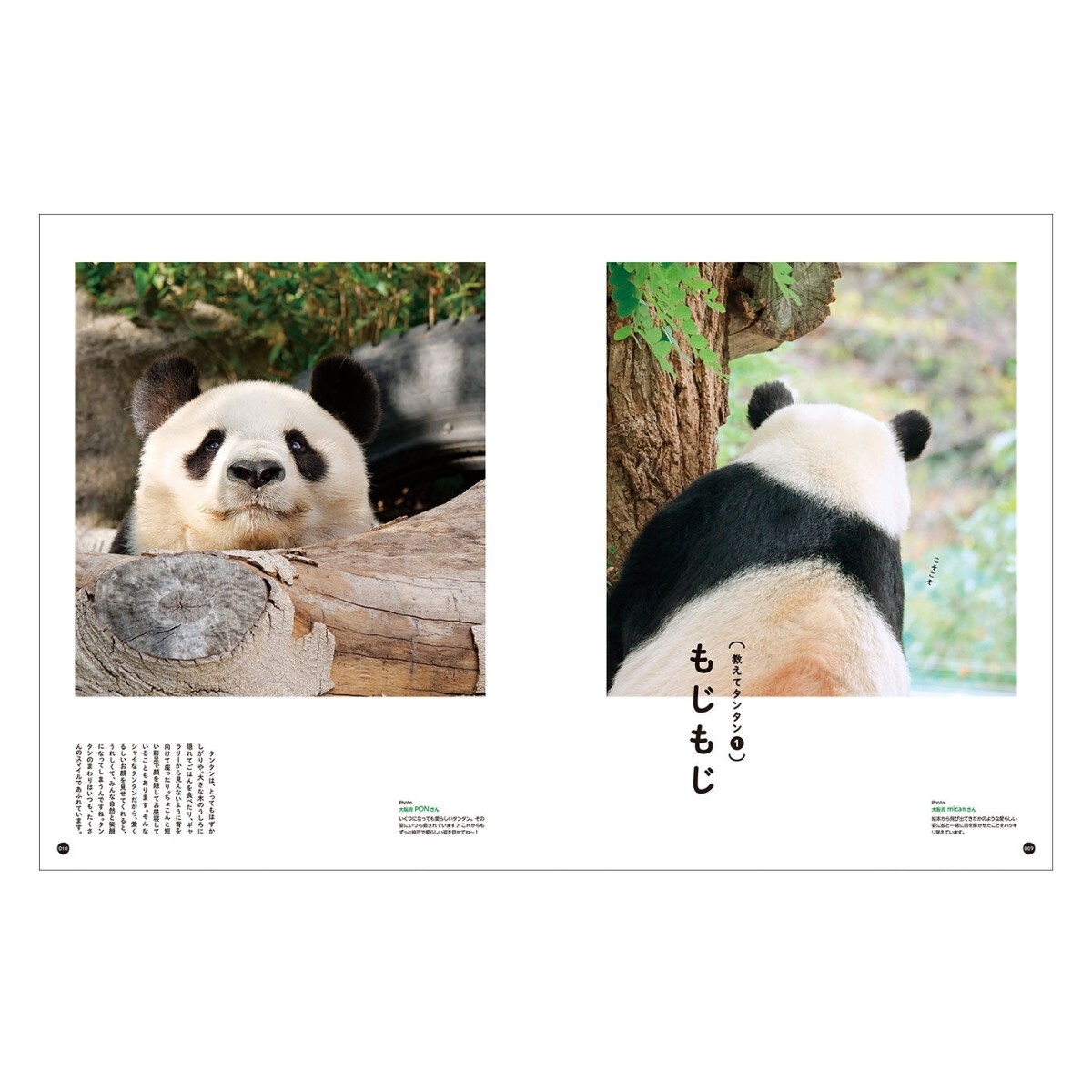 タンタン 王子動物園 神戸市立動物園のなパンダ / シャンシャン シャオシャオ レイレイ パンダ Panda ジャイアントパンダの画像2
