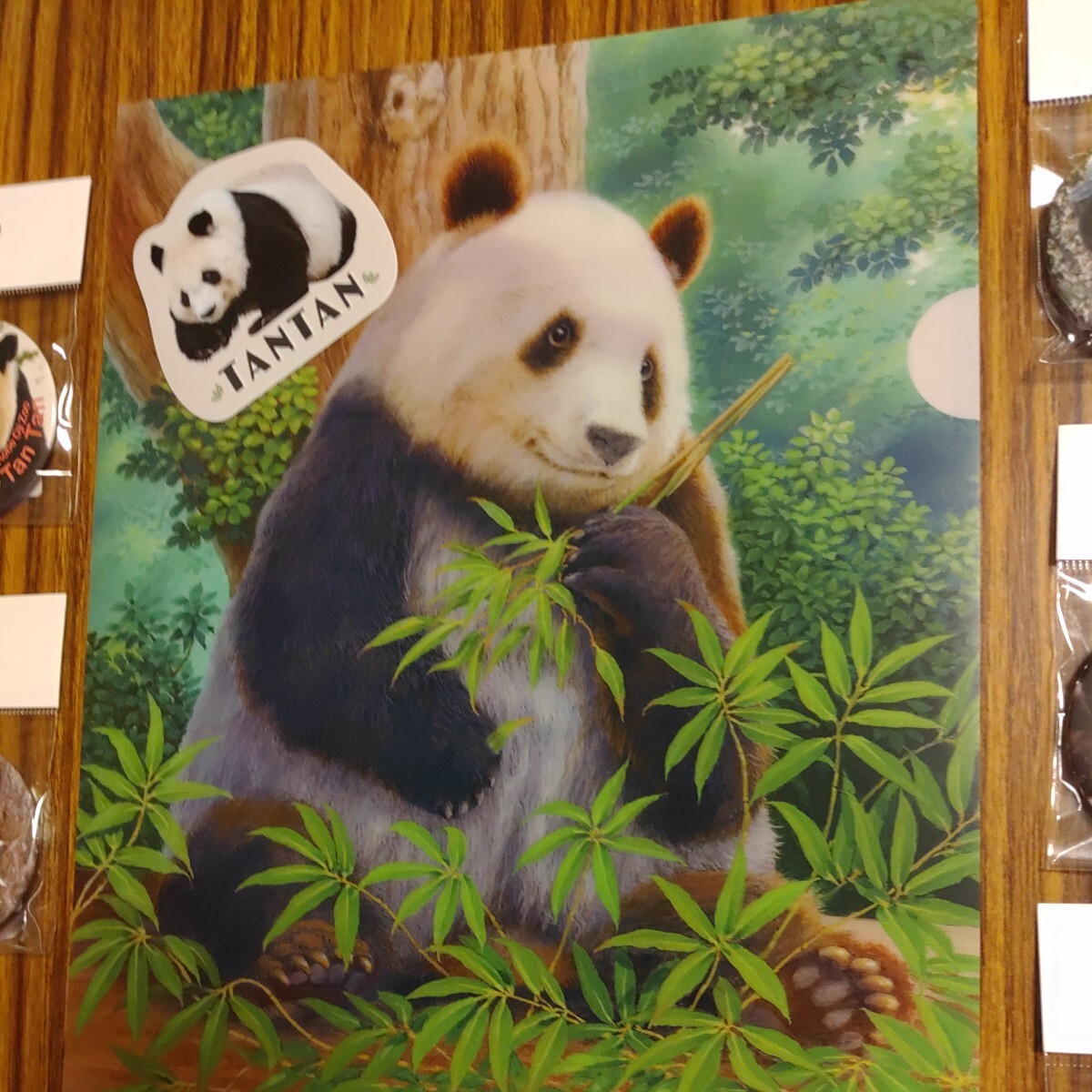 レア タンタン 王子動物園 26歳お誕生日 山本ニ三先生 クリアファイル シール 缶バッジ5個 パンダ Panda ジャイアントパンダの画像2