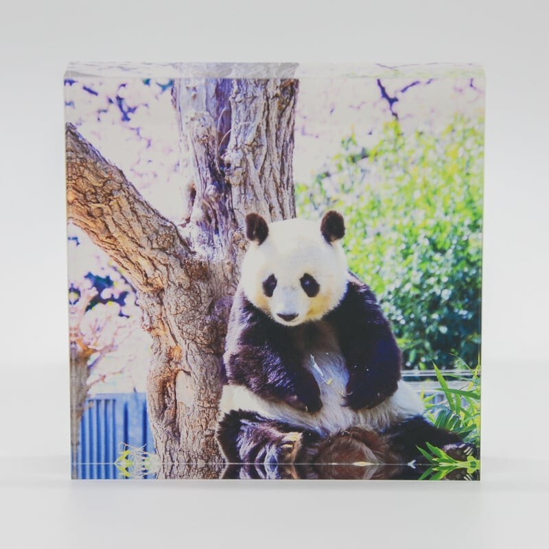 タンタン 28歳お誕生日 特製アクリルブロック お花見タンタン 王子動物園 TAN TAN ジャイアントパンダの画像1