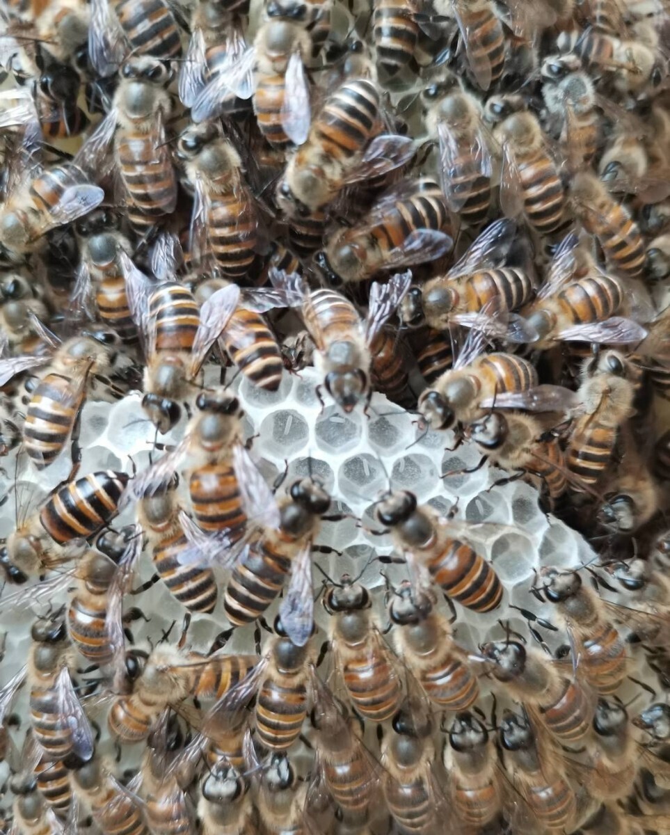 日本蜜蜂誘引1000ml ミツロウ50g 巣クズ玉4個 キンリョウヘン 誘引ルアーの画像5