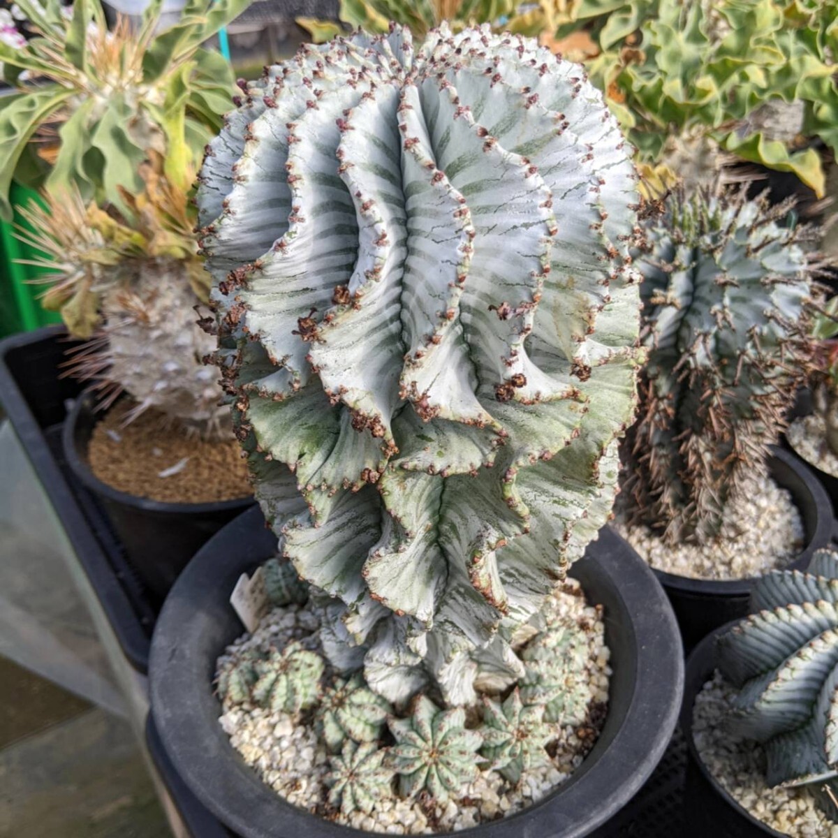 ホリダ 鉢ごと発送 ユーフォルビア Euphorbia horrida ※写真2枚目は親株ですの画像2