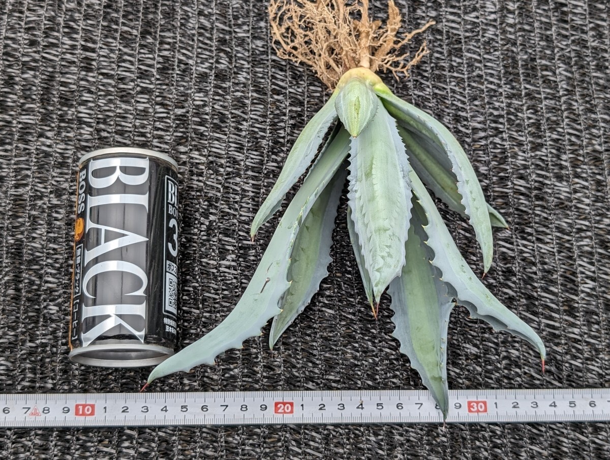 ① アガベ アメリカーナ エクスパンサ パリーダ レモンライム 抜き苗発送 Agave americana expansa pallida lemonlimeの画像9