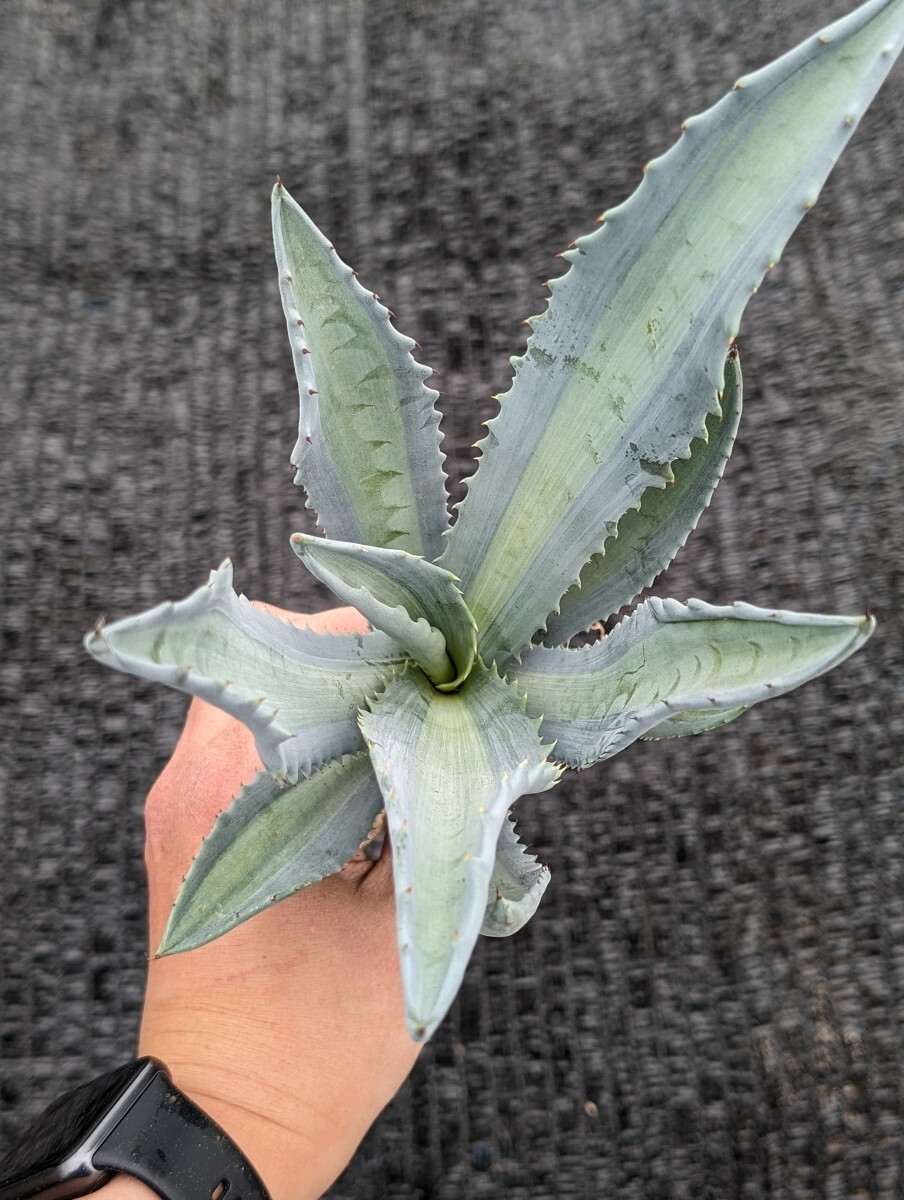 ① アガベ アメリカーナ エクスパンサ パリーダ レモンライム 抜き苗発送 Agave americana expansa pallida lemonlimeの画像3