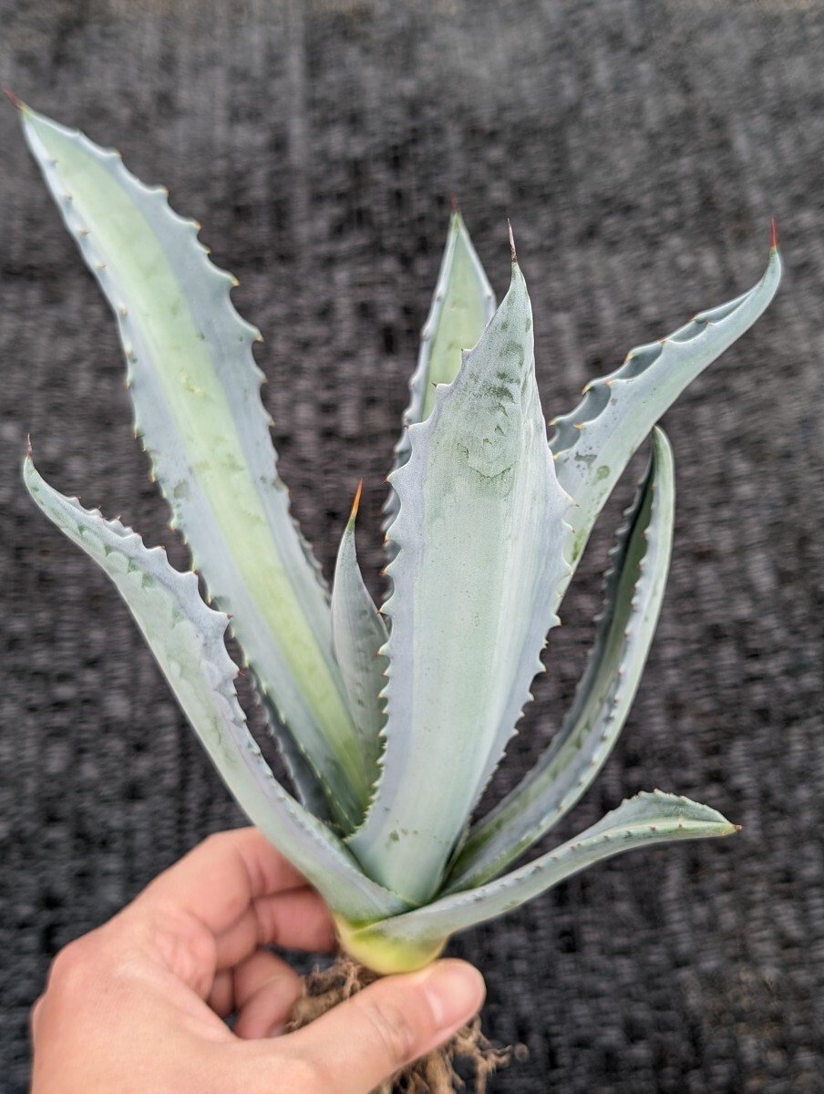 ① アガベ アメリカーナ エクスパンサ パリーダ レモンライム 抜き苗発送 Agave americana expansa pallida lemonlimeの画像4