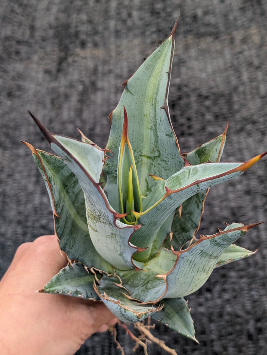 アガベ キシロナカンサ 抜き苗発送 実生 Agave xylonacanthaの画像3