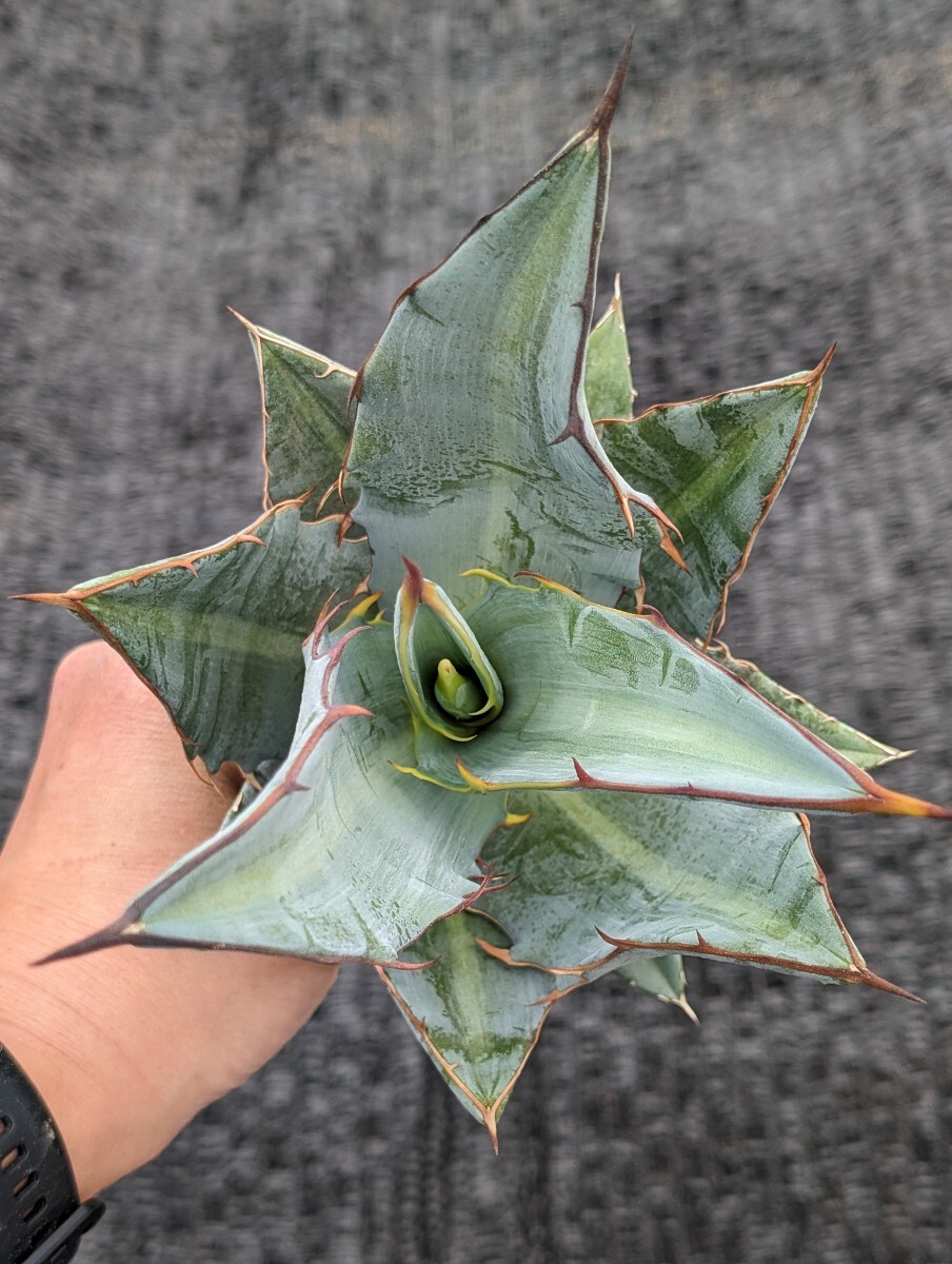 アガベ キシロナカンサ 抜き苗発送 実生 Agave xylonacanthaの画像2