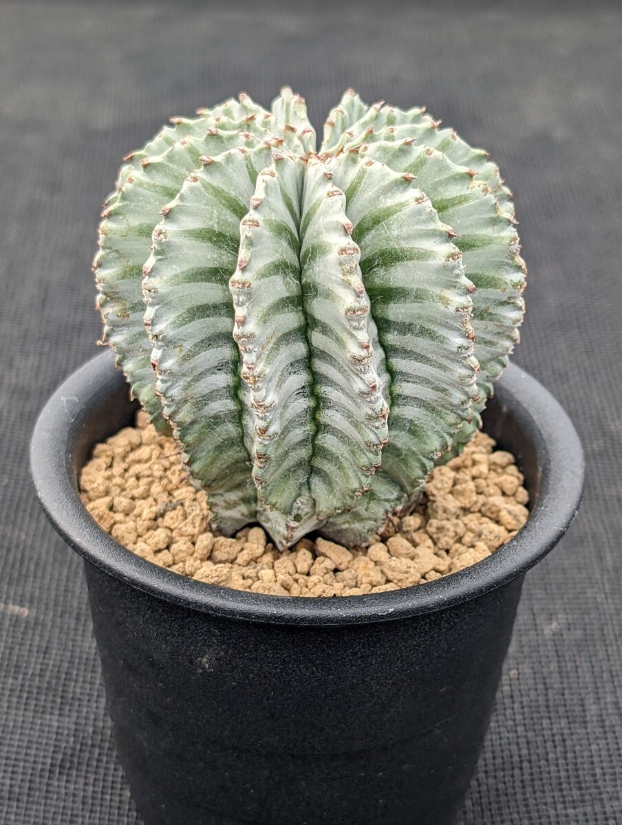 ホリダ 鉢ごと発送 ユーフォルビア Euphorbia horrida ※写真9枚目は親株ですの画像1