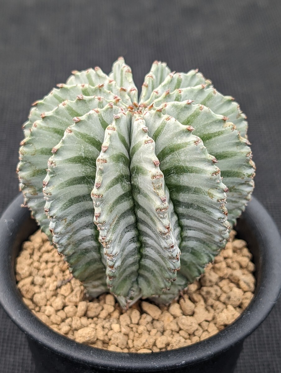 ホリダ 鉢ごと発送 ユーフォルビア Euphorbia horrida ※写真9枚目は親株ですの画像6