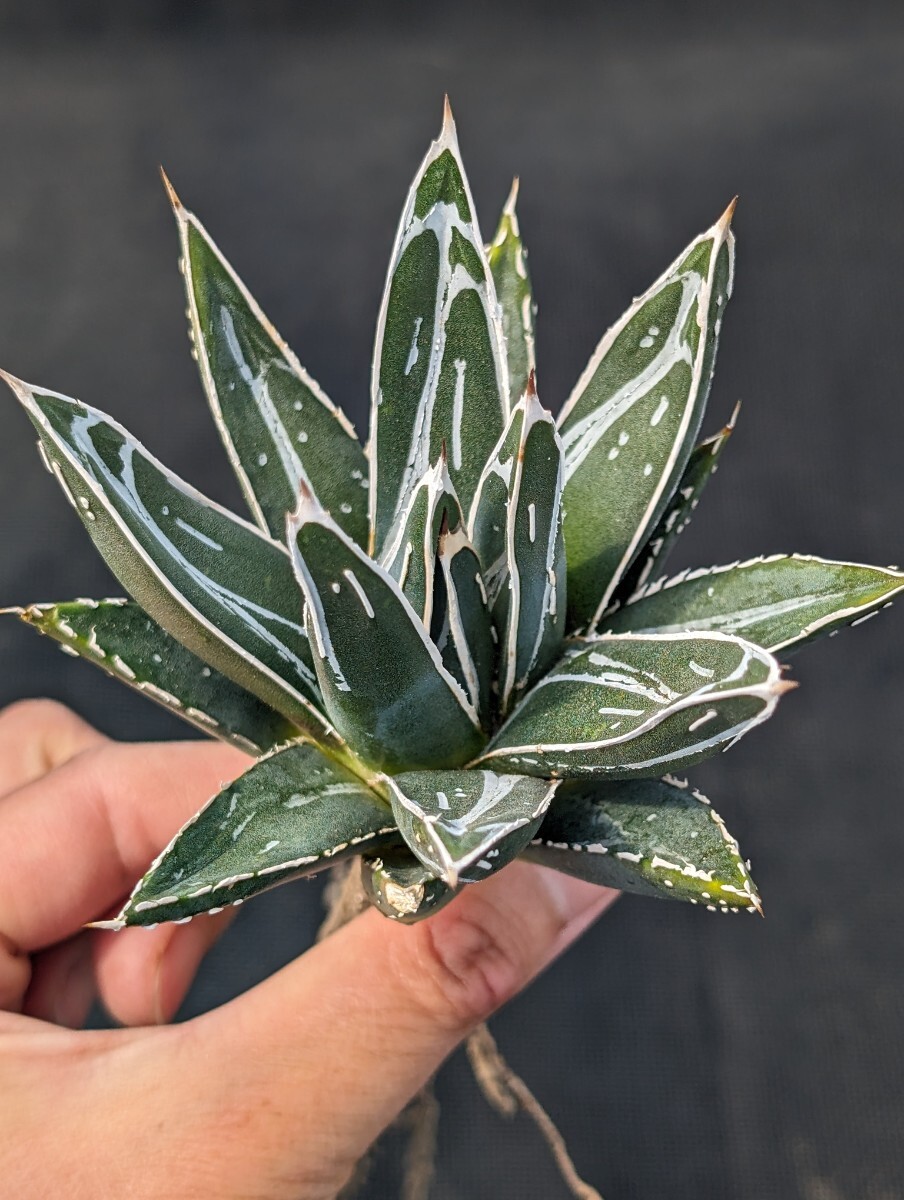 アガベ 笹の雪 ビクトリアレジーナ 抜き苗発送 実生 Agave Agave victoriae-reginae ssp. victoriae-reginaeの画像3