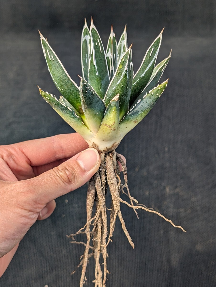 アガベ 笹の雪 ビクトリアレジーナ 抜き苗発送 実生 Agave Agave victoriae-reginae ssp. victoriae-reginaeの画像7