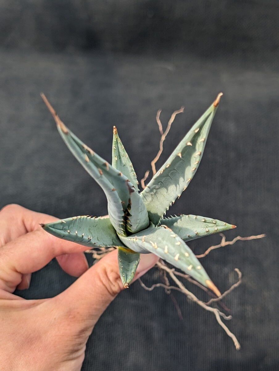 アガベ ユタエンシス 抜き苗発送 実生 Agave utahensis ssp. utahensis_画像3