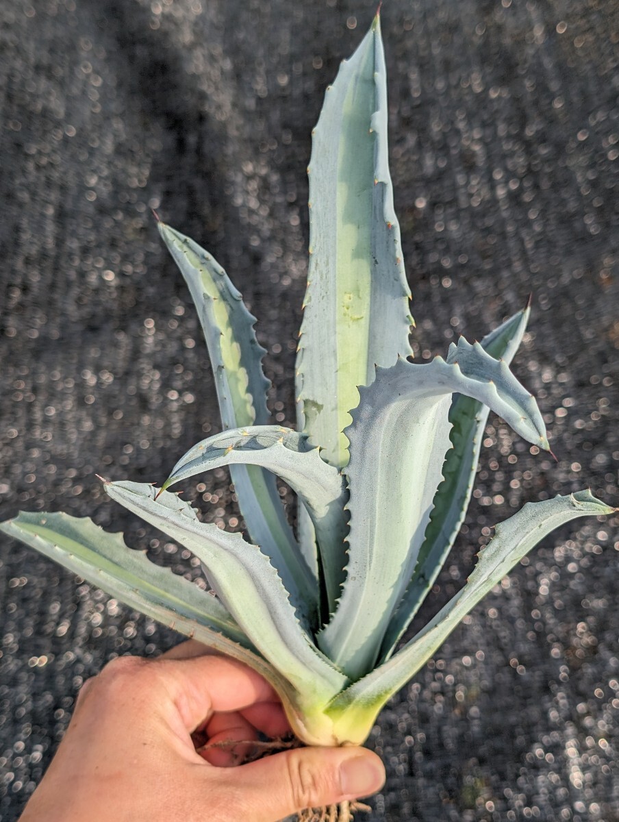 ① アガベ アメリカーナ エクスパンサ パリーダ レモンライム 抜き苗発送 Agave americana expansa pallida lemonlimeの画像1