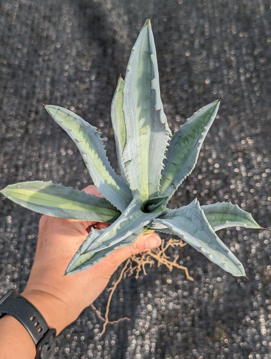 ① アガベ アメリカーナ エクスパンサ パリーダ レモンライム 抜き苗発送 Agave americana expansa pallida lemonlimeの画像6