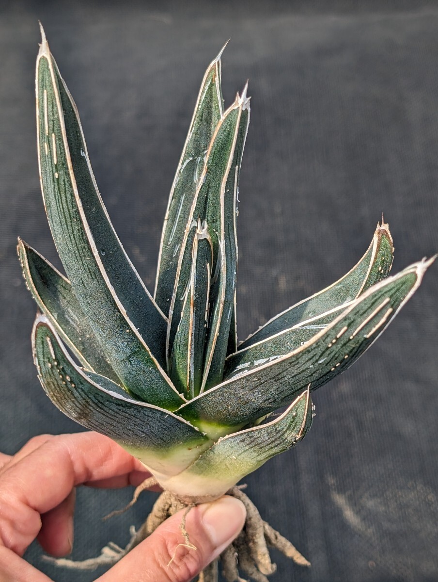 アガベ ピンティラ 抜き苗発送 実生 Agave pintilla ピンチラ 大の画像1