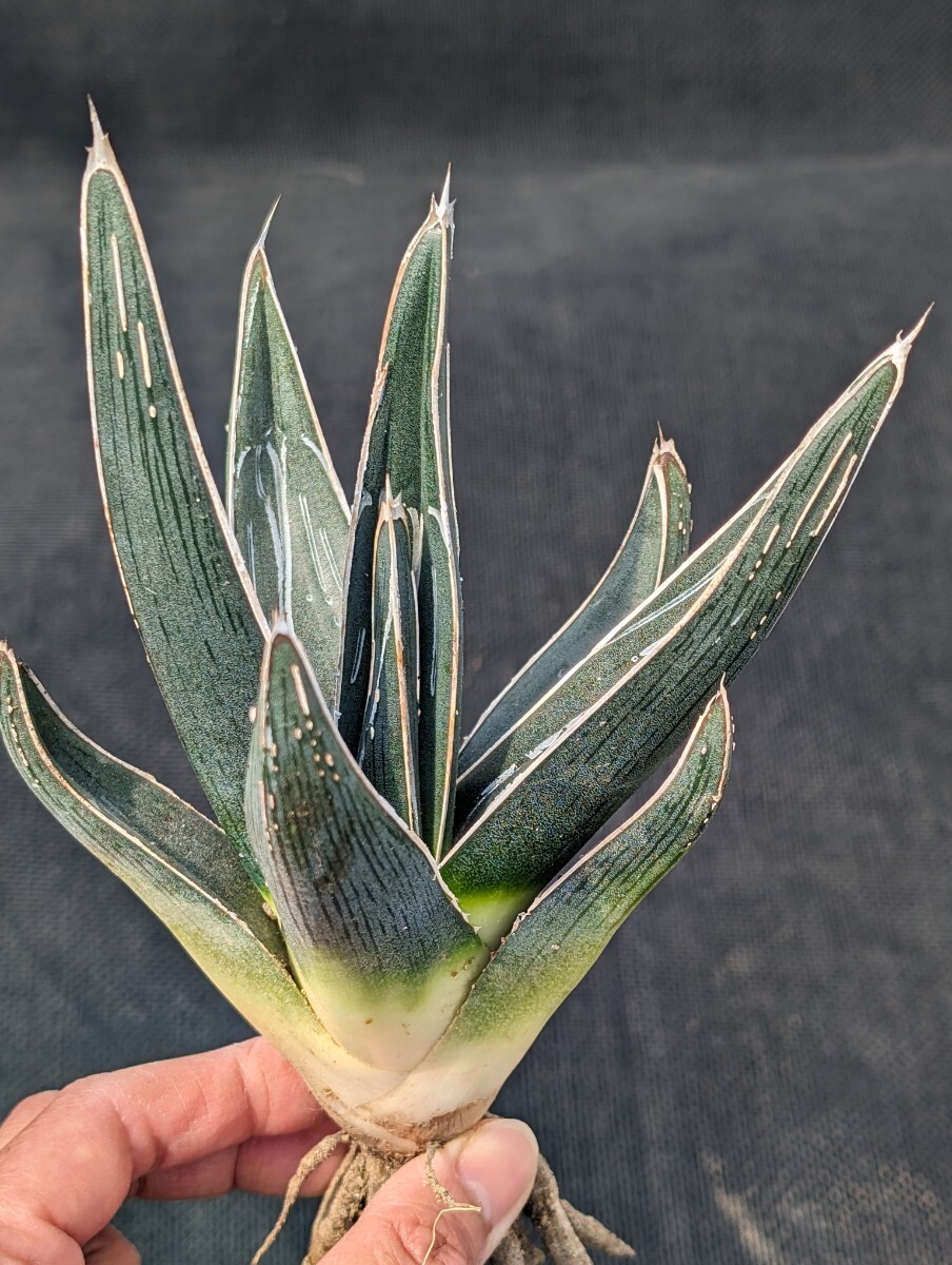 アガベ ピンティラ 抜き苗発送 実生 Agave pintilla ピンチラ 大の画像4