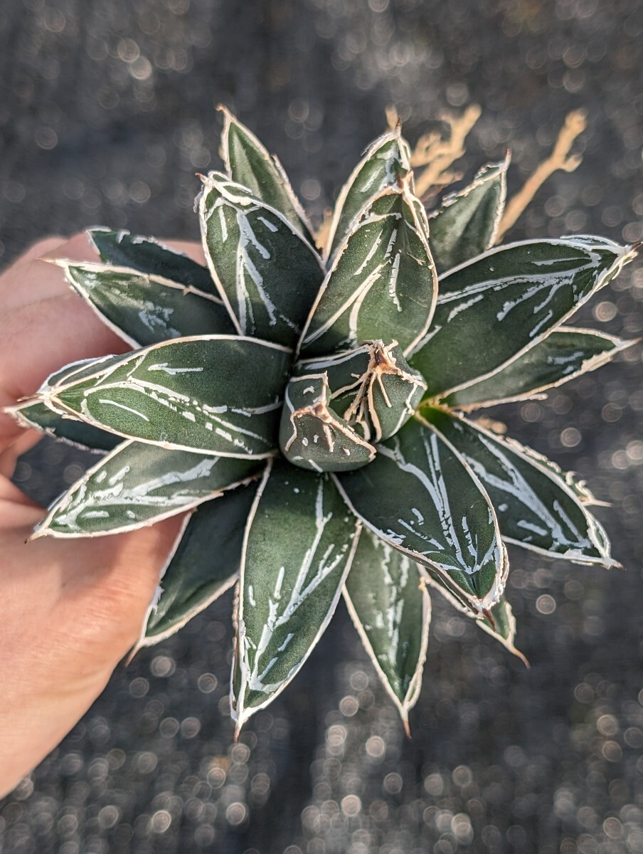 アガベ スワボダエ コンパクタ 抜き苗発送 実生 Agave victoriae-reginae ssp. swobodae Compactaの画像1