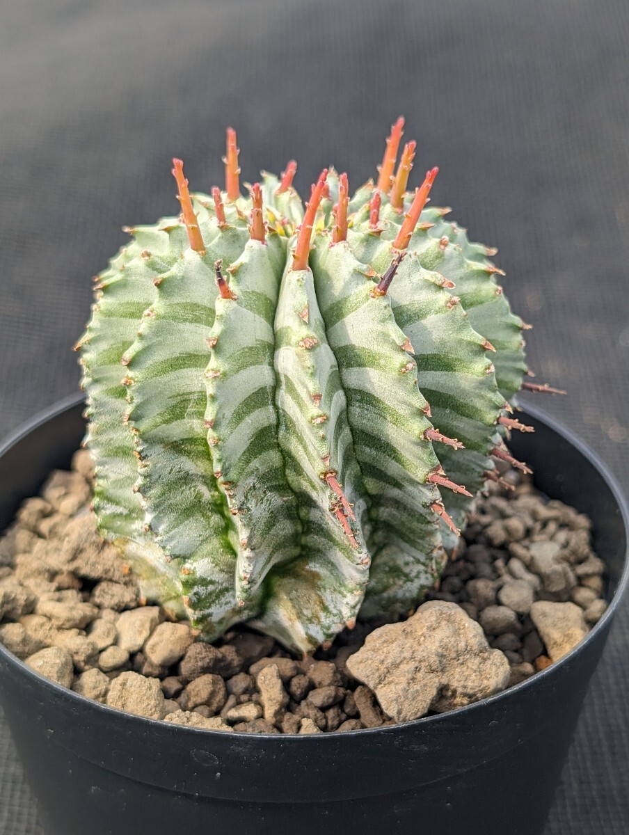 ホリダ 鉢ごと発送 ユーフォルビア Euphorbia horrida ※写真2枚目は親株ですの画像8