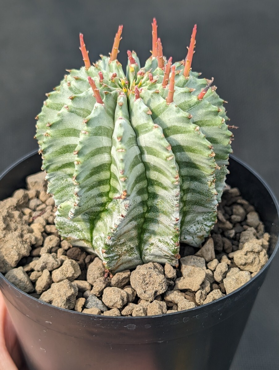 ホリダ 鉢ごと発送 ユーフォルビア Euphorbia horrida ※写真2枚目は親株ですの画像1