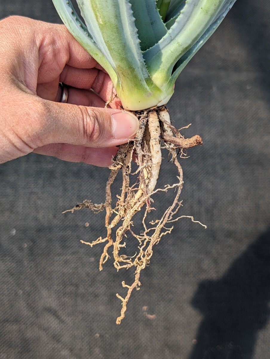 ① アガベ アメリカーナ エクスパンサ パリーダ レモンライム 抜き苗発送 Agave americana expansa pallida lemonlimeの画像8