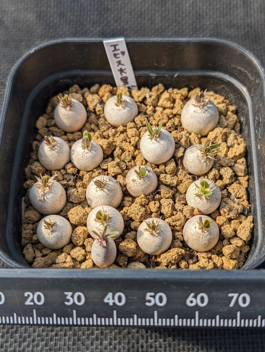 恵比寿大黒 16本セット 鉢ごと発送 実生 パキポディウム Pachypodium Densicaule デンシカウレの画像4