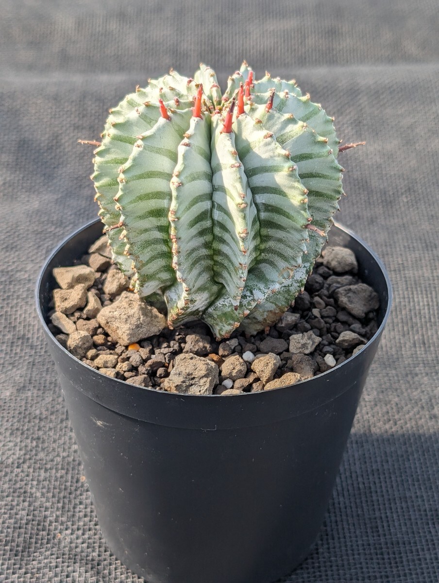 ホリダ 鉢ごと発送 ユーフォルビア Euphorbia horrida ※写真2枚目は親株ですの画像5