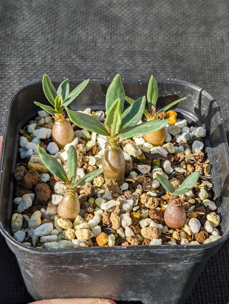 サキュレンタム 5本セット 鉢ごと発送 実生 パキポディウム Pachypodium succulentum_画像1