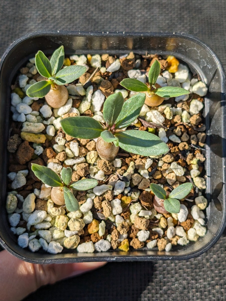 サキュレンタム 5本セット 鉢ごと発送 実生 パキポディウム Pachypodium succulentumの画像2