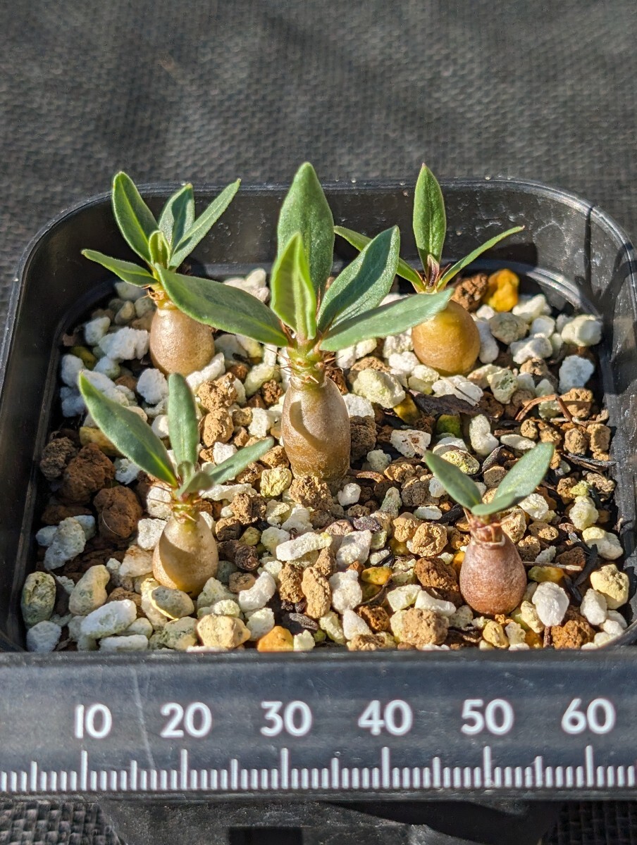 サキュレンタム 5本セット 鉢ごと発送 実生 パキポディウム Pachypodium succulentum_画像3