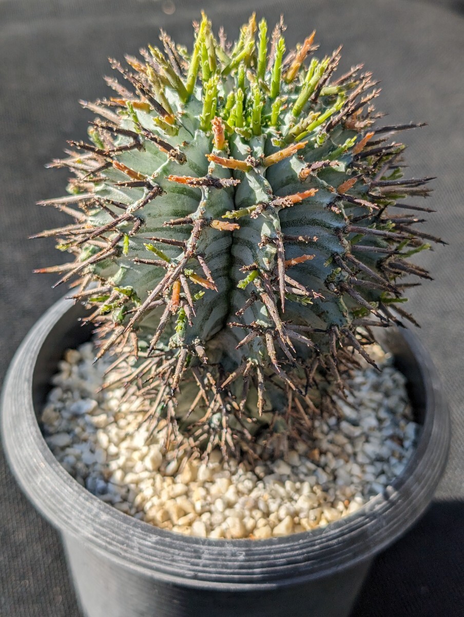 ゼブラホリダ 鉢ごと発送 ユーフォルビア Euphorbia horrida zebrinaの画像8