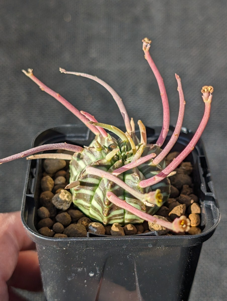 バリダ 鉢ごと発送 ユーフォルビア Euphorbia validaの画像3