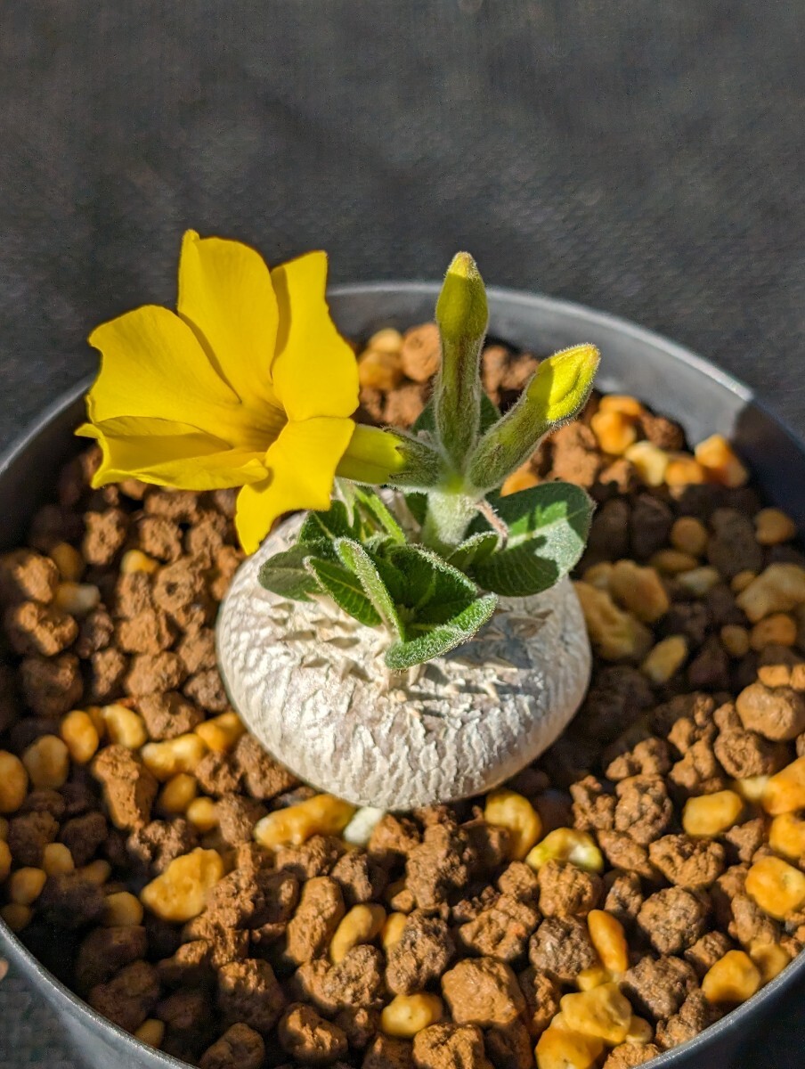 恵比寿笑い 鉢ごと発送 実生 パキポディウム ブレビカウレ Pachypodium brevicauleの画像1