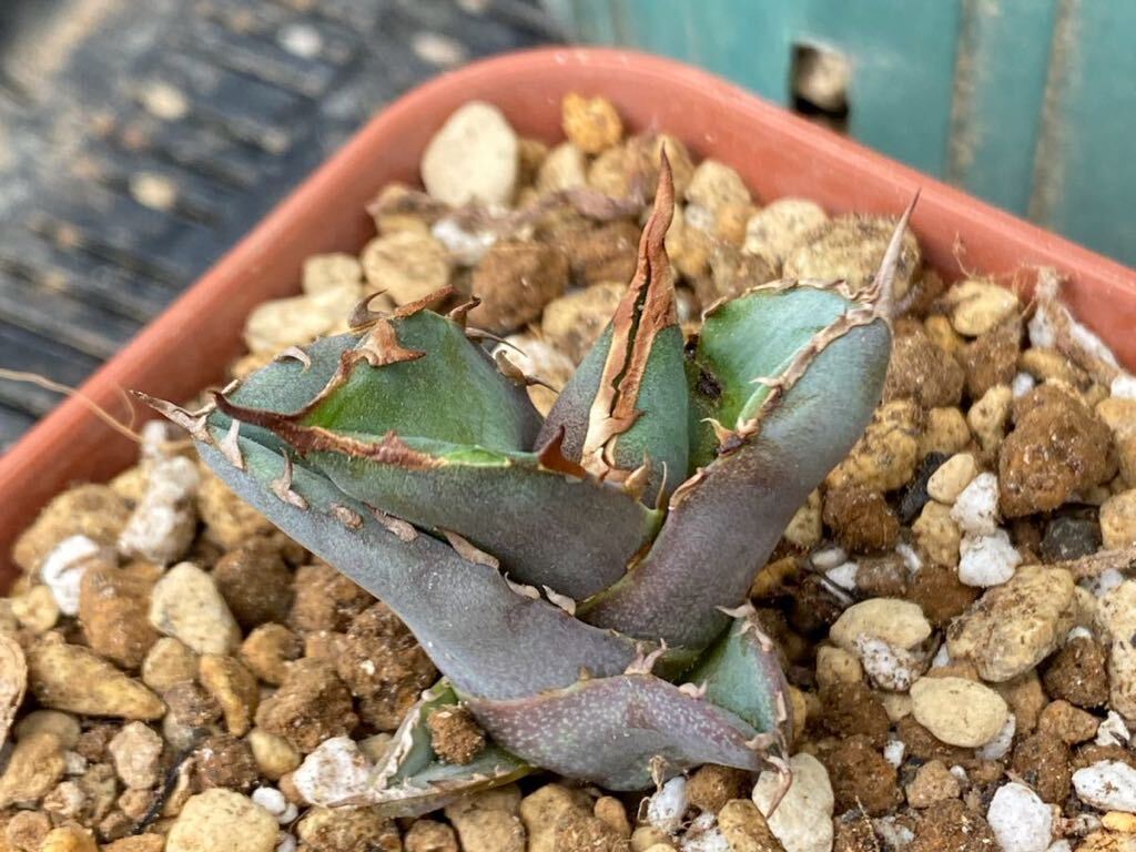 アガベ チタノタ Agave titanota Kelly clone 白犀牛 トリケラ PUPの画像4