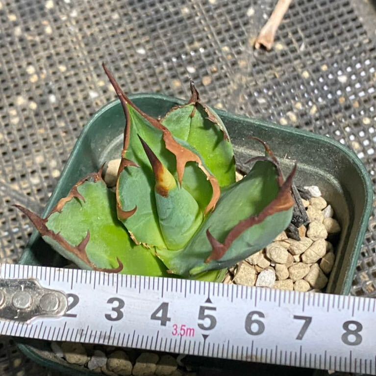 アガベ チタノタ Agave titanota Kelly clone 白犀牛 トリケラ PUPの画像5