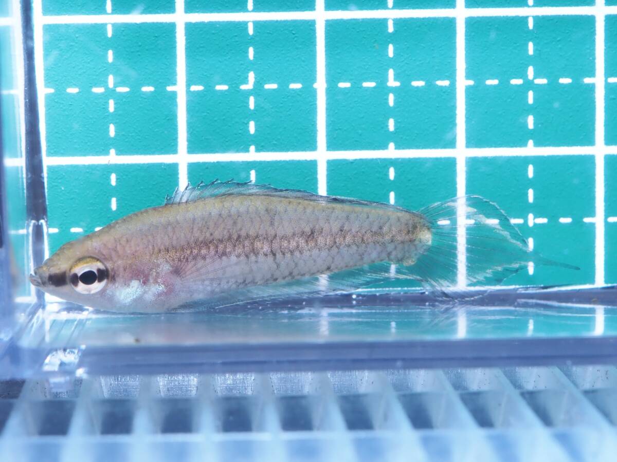 パロスフロメヌス・フィラメントーサス From Tengah F1 若魚♂2♀1【リコリスグラミー】_オスのサイズの参考です