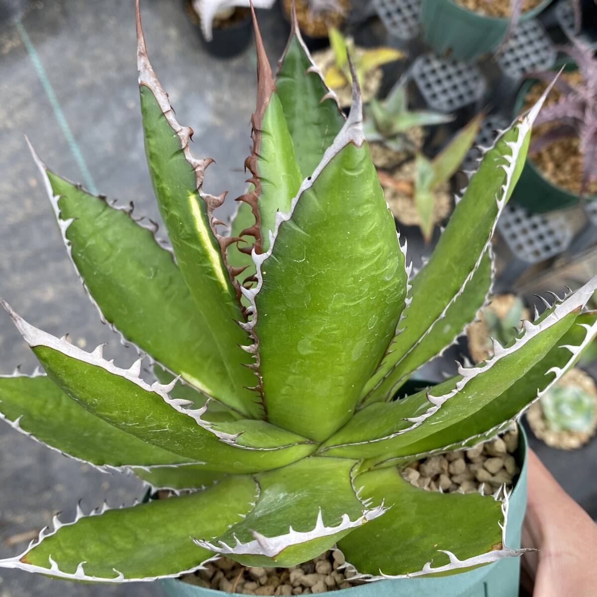 Agave horrida ssp. horrida agave Hori da