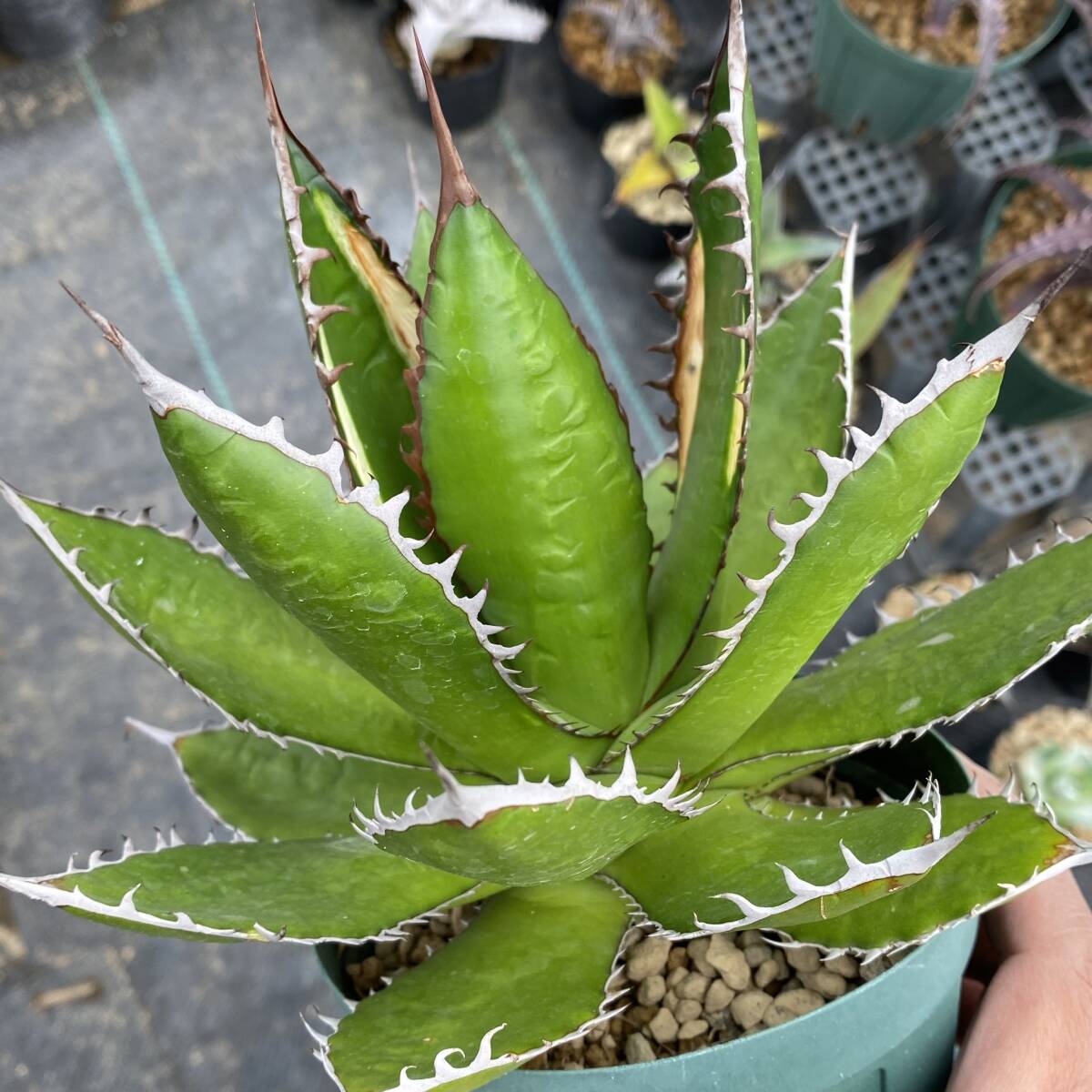 Agave horrida ssp. horrida agave Hori da