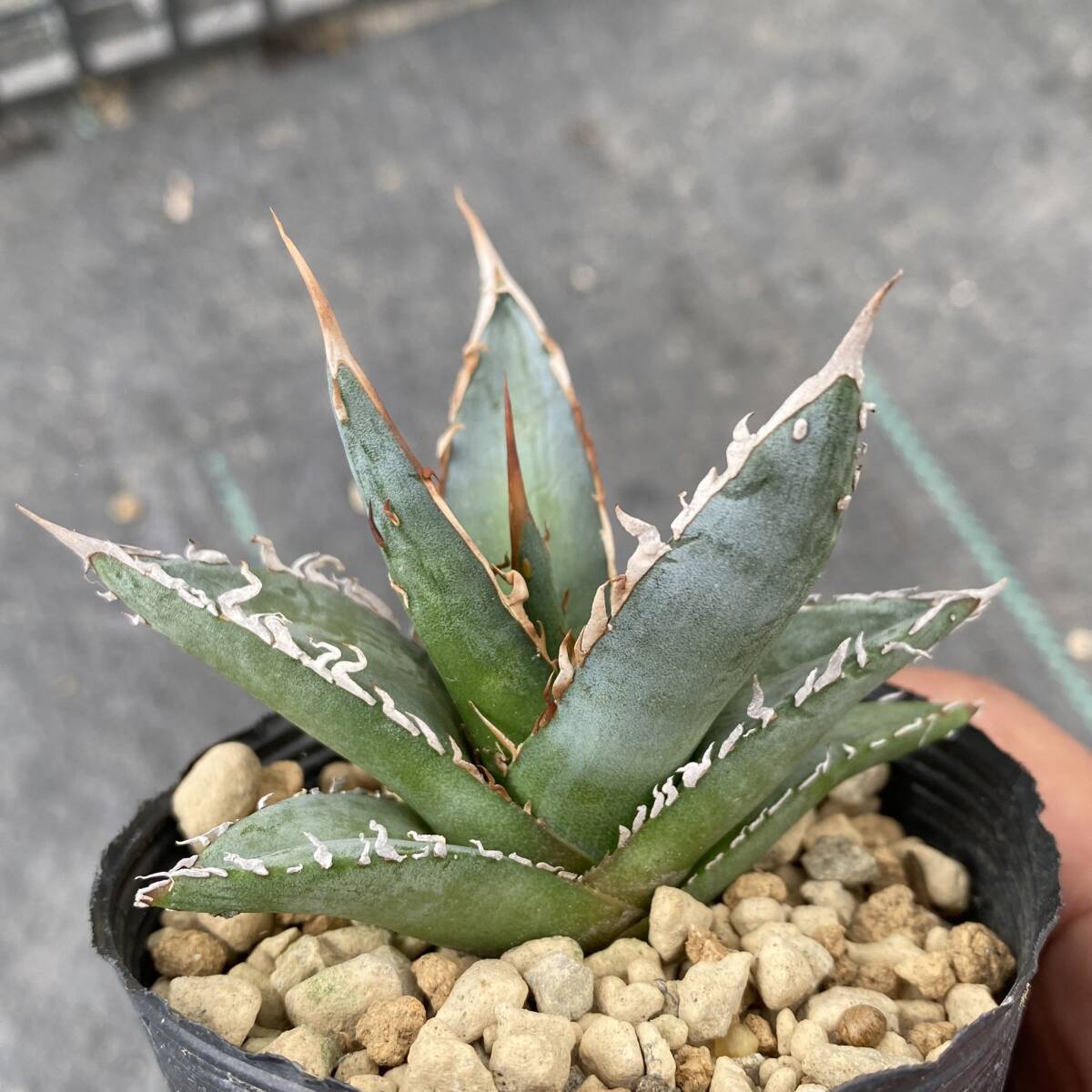 Agave ghiesbreghtii 'Purpusorum' アガベ パープソラムの画像2