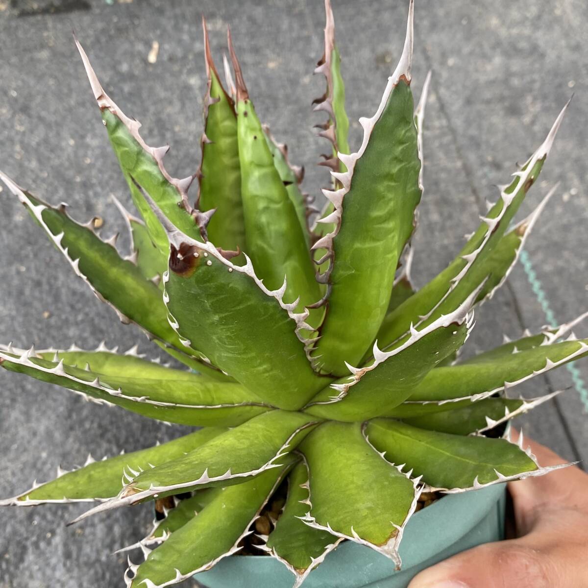 Agave horrida ssp. horrida アガベ ホリダ_画像4