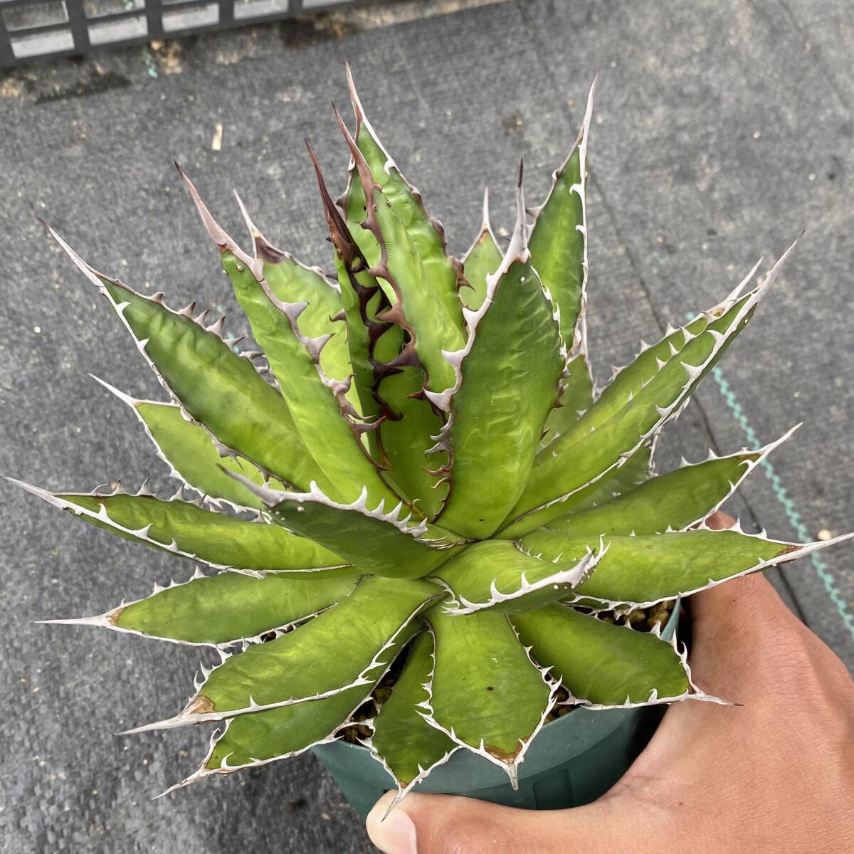 Agave horrida ssp. horrida アガベ ホリダ_画像7