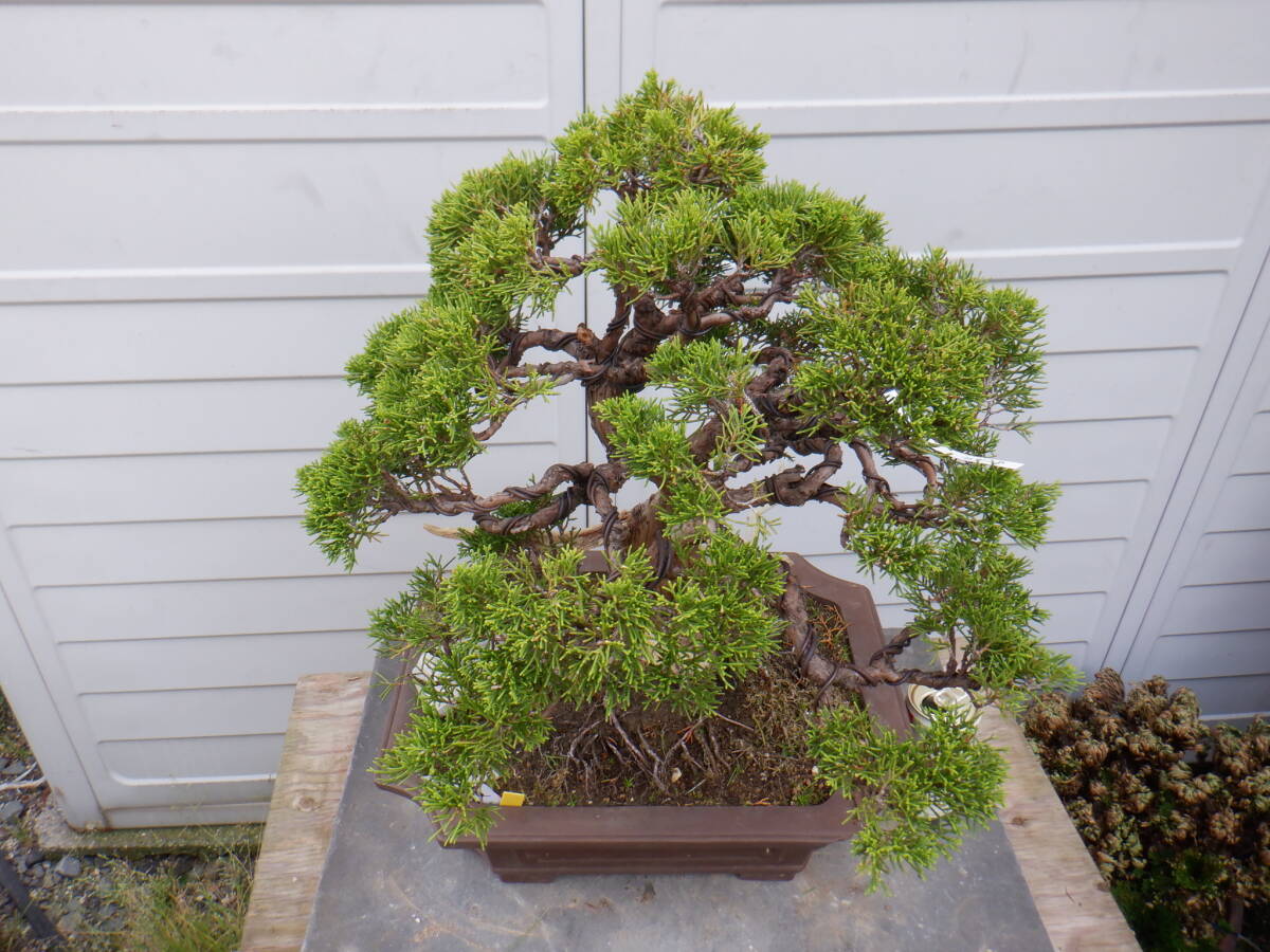 BONSAI Club * genuine Kashiwa (43.)*V-8