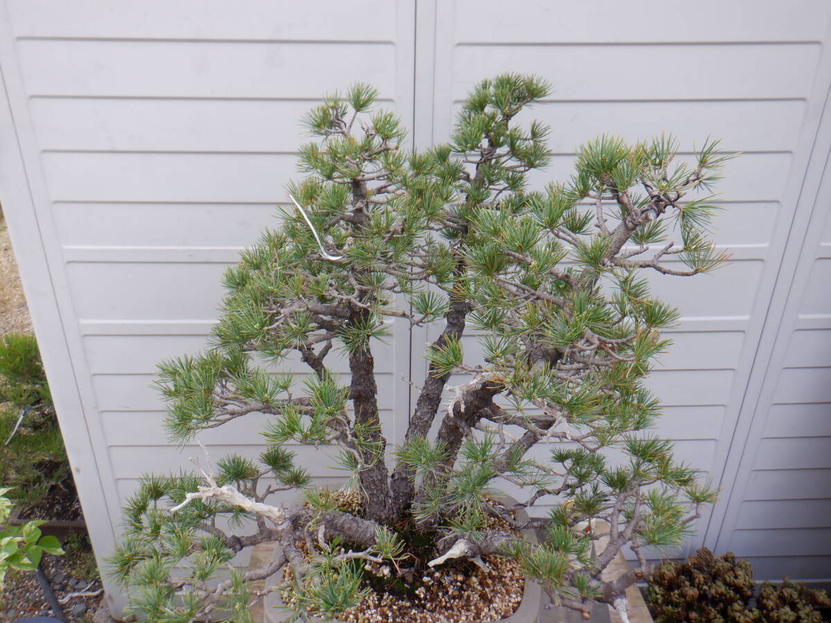 BONSAI Club *. лист сосна (75.* АО ..* очень старый )*V-10