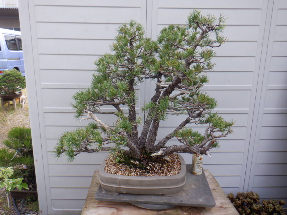 BONSAI Club *. лист сосна (75.* АО ..* очень старый )*V-10