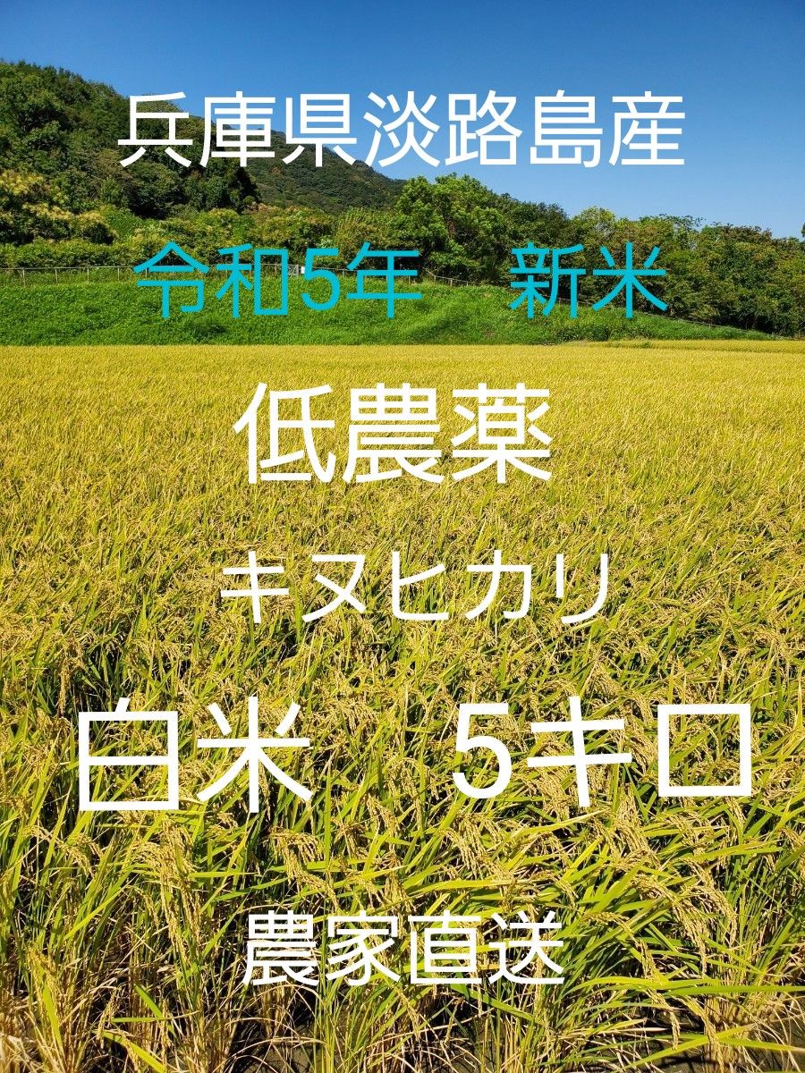 【令和5年新米】兵庫県淡路島産キヌヒカリ5キロ(低農薬白米)農家直送