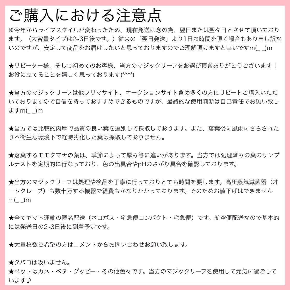 高圧蒸気滅菌済み沖縄県産無農薬モモタマナ お徳用！小サイズ（10~15cm）50枚マジックリーフの画像10