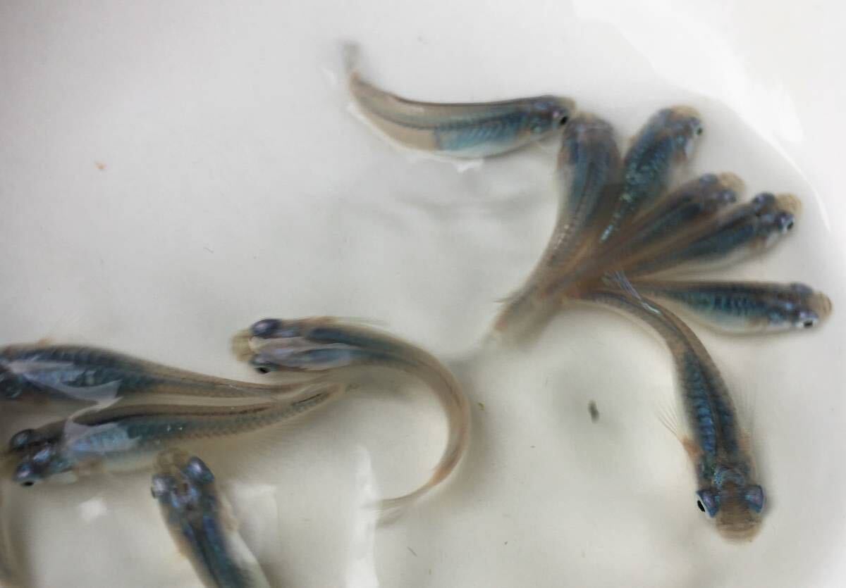 めだかP(^^♪深海・ブルー・しんかい・メダカ・生体の若魚S,Mサイズ20匹＋αです。の画像6