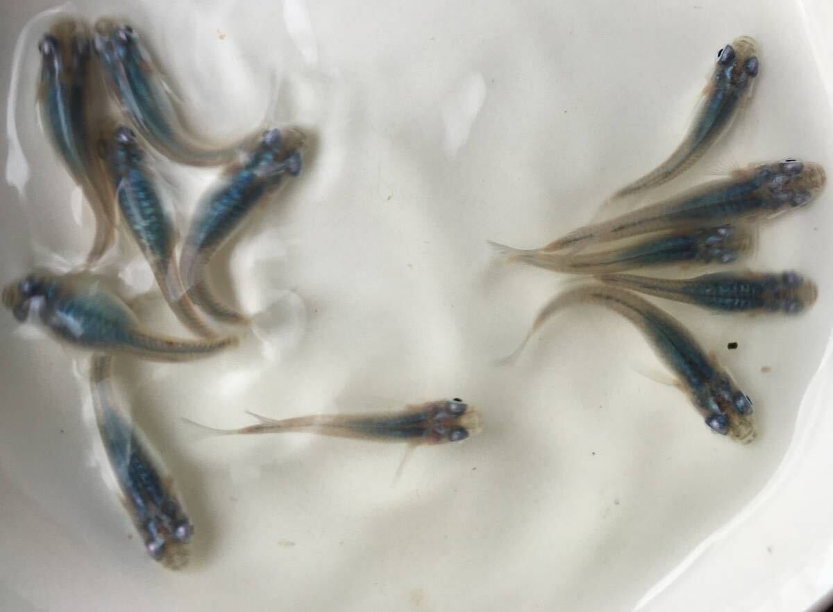 めだかP(^^♪深海・ブルー・しんかい・メダカ・生体の若魚S,Mサイズ20匹＋αです。の画像10