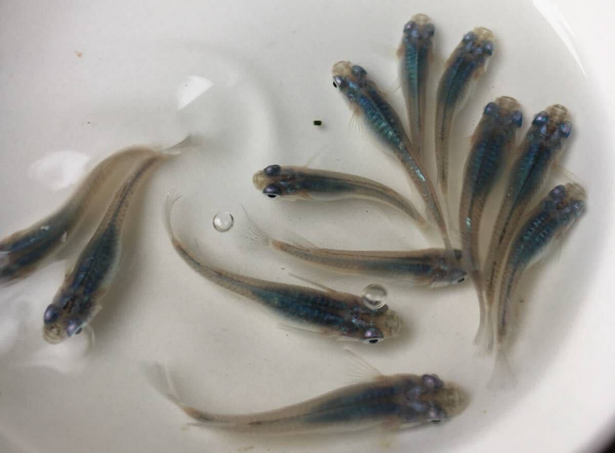 めだかP(^^♪深海・ブルー・しんかい・メダカ・生体の若魚S,Mサイズ20匹＋αです。の画像1