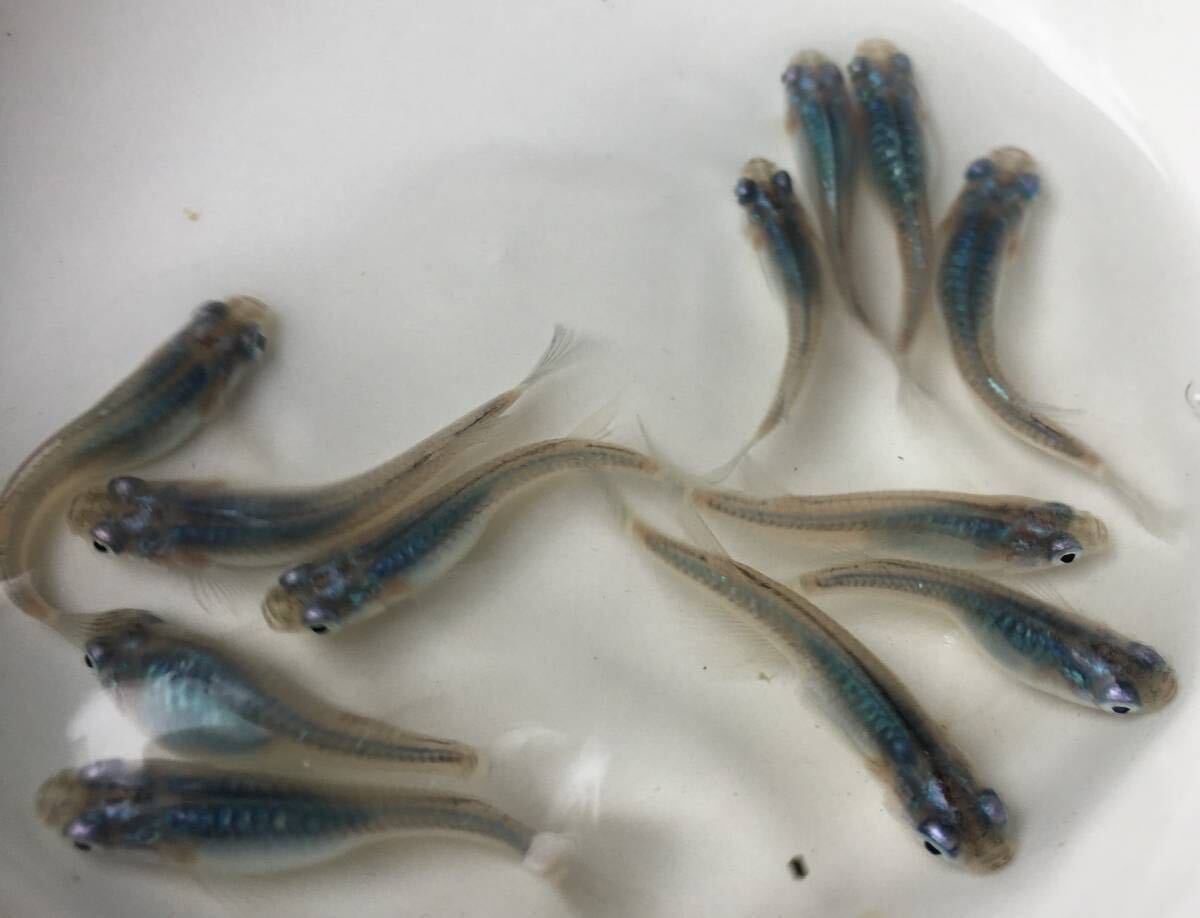 めだかP(^^♪深海・ブルー・しんかい・メダカ・生体の若魚S,Mサイズ20匹＋αです。の画像4