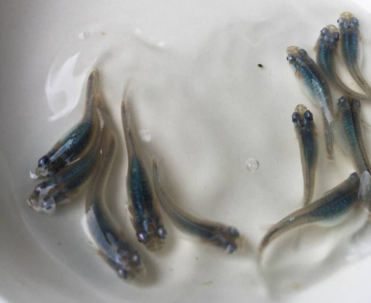 めだかP(^^♪深海・ブルー・しんかい・メダカ・生体の若魚S,Mサイズ20匹＋αです。の画像3